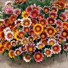 Lucky Gazania splendens Seeds Mixed Flowers 5 PCS Seeds