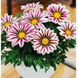 Lucky Gazania splendens Seeds Mixed Flowers 5 PCS Seeds