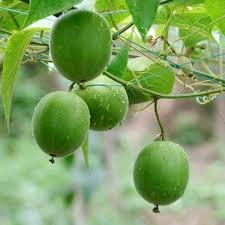 Luo Han Guo Siraitia Grosvenorii Bonsai 10 PCS Seeds