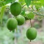 Luo Han Guo Siraitia Grosvenorii Bonsai 10 PCS Seeds