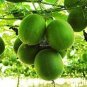 Luo Han Guo Siraitia Grosvenorii Bonsai 10 PCS Seeds