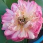 Luoyang Peonies Lotus Pink Nelumbo Nucifera DIY 1 PCS Seeds