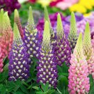 Lupine Bonsai Plants for Home Garden Easy to Grow 200 PCS Seeds Lupine Bonsai Plants for Home Garden Easy to Grow 200 PCS Seeds