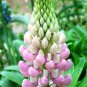 Lupine Bonsai Plants for Home Garden Easy to Grow 200 PCS Seeds