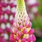 Lupine Bonsai Plants for Home Garden Easy to Grow 200 PCS Seeds
