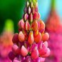 Lupine Bonsai Plants for Home Garden Easy to Grow 200 PCS Seeds