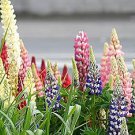 Lupine Perennial Flowers 15 PCS Seeds
