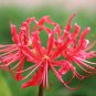 Lycoris Species of Fresh Bulbs Garden Plants Potted 10 PCS Seeds