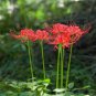 Lycoris Species of Fresh Bulbs Garden Plants Potted 10 PCS Seeds