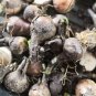 Lycoris Species of Fresh Bulbs Garden Plants Potted 10 PCS Seeds