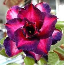 Lyin eyes' Colorful Adenium Desert Rose 2 PCS Seeds