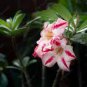 Lyin eyes' Colorful Adenium Desert Rose 2 PCS Seeds