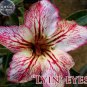 Lyin eyes' Colorful Adenium Desert Rose 2 PCS Seeds