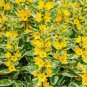 Lysimachia Punctata Perennial 100 PCS Seeds