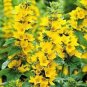 Lysimachia Punctata Perennial 100 PCS Seeds