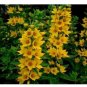 Lysimachia Punctata Perennial 100 PCS Seeds