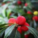 Madrone Killarney Waxberry Tree Arbutus Unedo 5 PCS Seeds