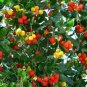 Madrone Killarney Waxberry Tree Arbutus Unedo 5 PCS Seeds