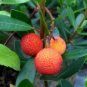Madrone Killarney Waxberry Tree Arbutus Unedo 5 PCS Seeds