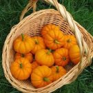 Magic Pumpkin - 50 SeedsMagic Pumpkin 50 PCS Seeds