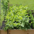 Magical Vegetable 200 PCS Seeds Magical Vegetable 200 PCS Seeds