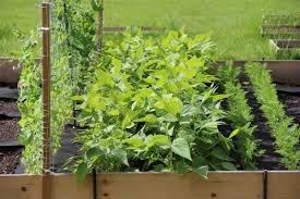 Magical Vegetable 200 PCS Seeds