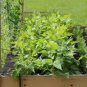 Magical Vegetable 200 PCS Seeds