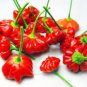 Magical Vegetable 200 PCS Seeds