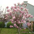 Magnolia Garden Plants 100 PCS Seeds
