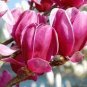 Magnolia Garden Plants 100 PCS Seeds