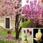 Magnolia Garden Plants 100 PCS Seeds