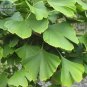 Maidenhair Fossil Tree Gingko Biloba Bonsai 5 PCS Seeds