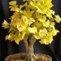 Maidenhair Ginkgo biloba Tree Seeds Japanese Bonsai Unique Ornamental 20 PCS Seeds