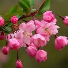 Malus Halliana 50 PCS Seeds