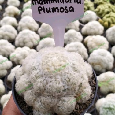 Mammillaria Plumosa Feather Cactus 10 PCS Seeds