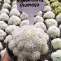 Mammillaria Plumosa Feather Cactus 10 PCS Seeds