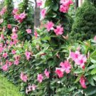 Mandevilla potted balcony DIY home garden planting flowers Beautiful Flower 120 PCS Seeds Mandevilla potted balcony DIY home garden planting flowers Beautiful Flower 120 PCS Seeds