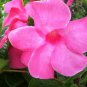 Mandevilla potted balcony DIY home garden planting flowers Beautiful Flower 120 PCS Seeds