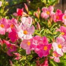 Mandevilla Sanderi Plants Dipladenia sanderi Garden 100 PCS Seeds Mandevilla Sanderi Plants Dipladenia sanderi Garden 100 PCS Seeds
