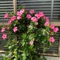 Mandevilla Sanderi Plants Dipladenia sanderi Garden 100 PCS Seeds