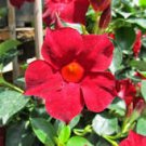 Mandevilla Sanderi Seeds Red Flowers 100 PCS Seeds Mandevilla Sanderi Seeds Red Flowers 100 PCS Seeds