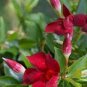 Mandevilla Sanderi Seeds Red Flowers 100 PCS Seeds
