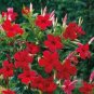 Mandevilla Sanderi Seeds Red Flowers 100 PCS Seeds