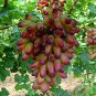 Manicure Finger Grape Organic 15 PCS Seeds