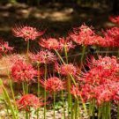 manjusaka mandarava Beautiful Flower Planting 200 PCS Seeds