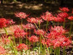 manjusaka mandarava Beautiful Flower Planting 200 PCS Seeds