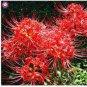 manjusaka mandarava Beautiful Flower Planting 200 PCS Seeds