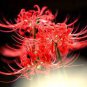 manjusaka mandarava Beautiful Flower Planting 200 PCS Seeds