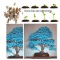 Maple Tree Palatum Bonsai 20 PCS Seeds