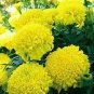 Marigold African Crackerjack Yellow 30 PCS Seeds
